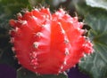 Red mini cactus closeup Gymnocalycium mihanovichii friedrichii